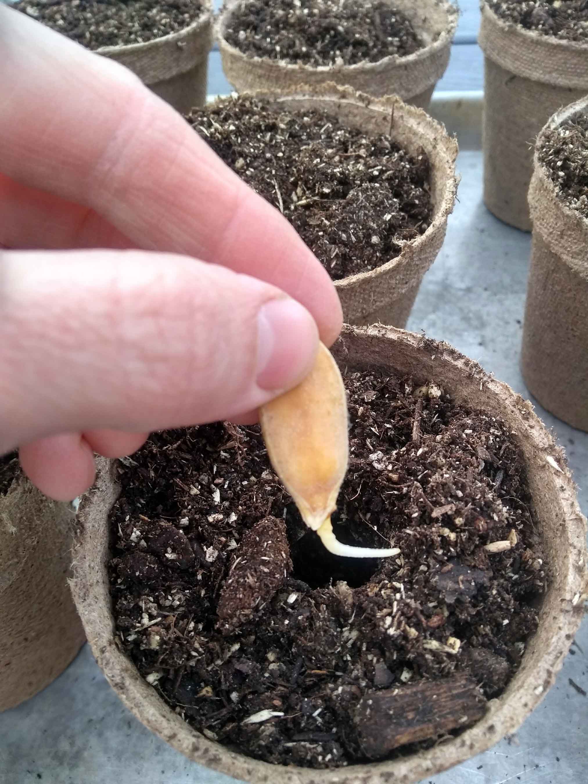 How to germinate and grow a giant pumpkin My Silly Squirts