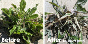 Try this 3-ingredient natural weed killer recipe - My Silly Squirts