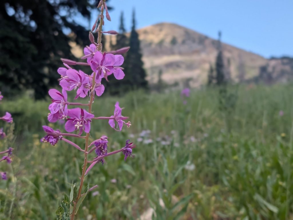 One of the many wildflowers along the Cecret Lake Trail